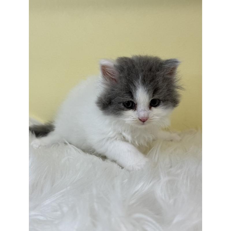 販売中の埼玉県のスコティッシュフォールド(折れ耳)-139054の3枚目