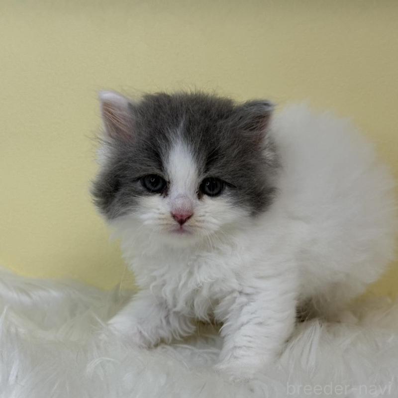 販売中の埼玉県のスコティッシュフォールド(折れ耳)-139054の1枚目