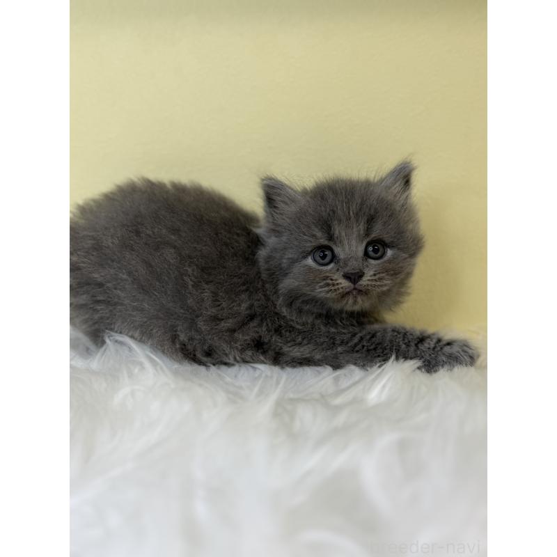 販売中の埼玉県のサイベリアン-139055の4枚目