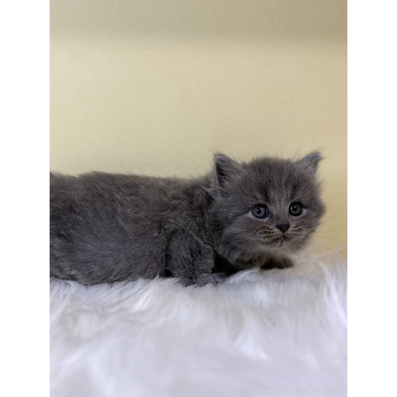 販売中の埼玉県のサイベリアン-139055の3枚目