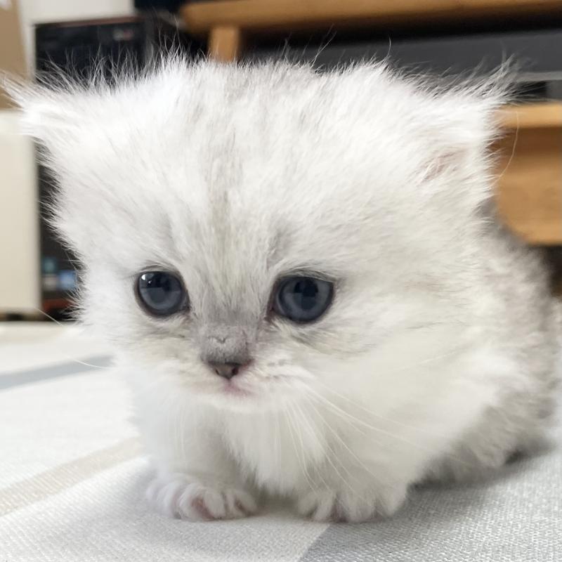 販売中の愛知県のミヌエット(短足)-138519