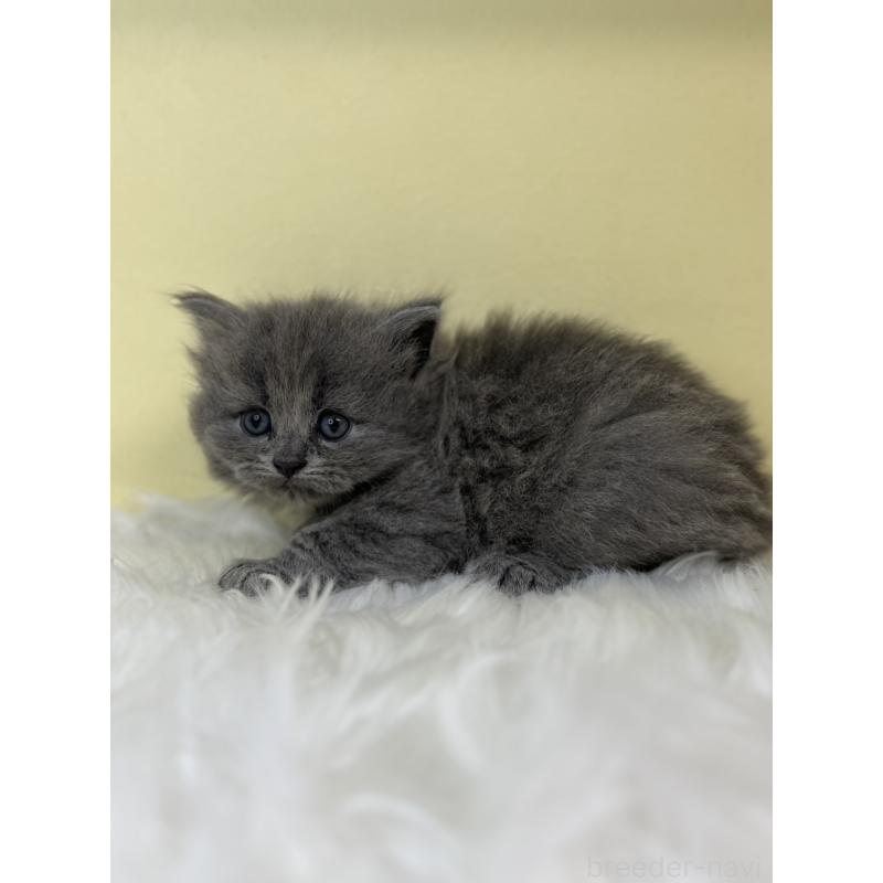 販売中の埼玉県のサイベリアン-139056の4枚目