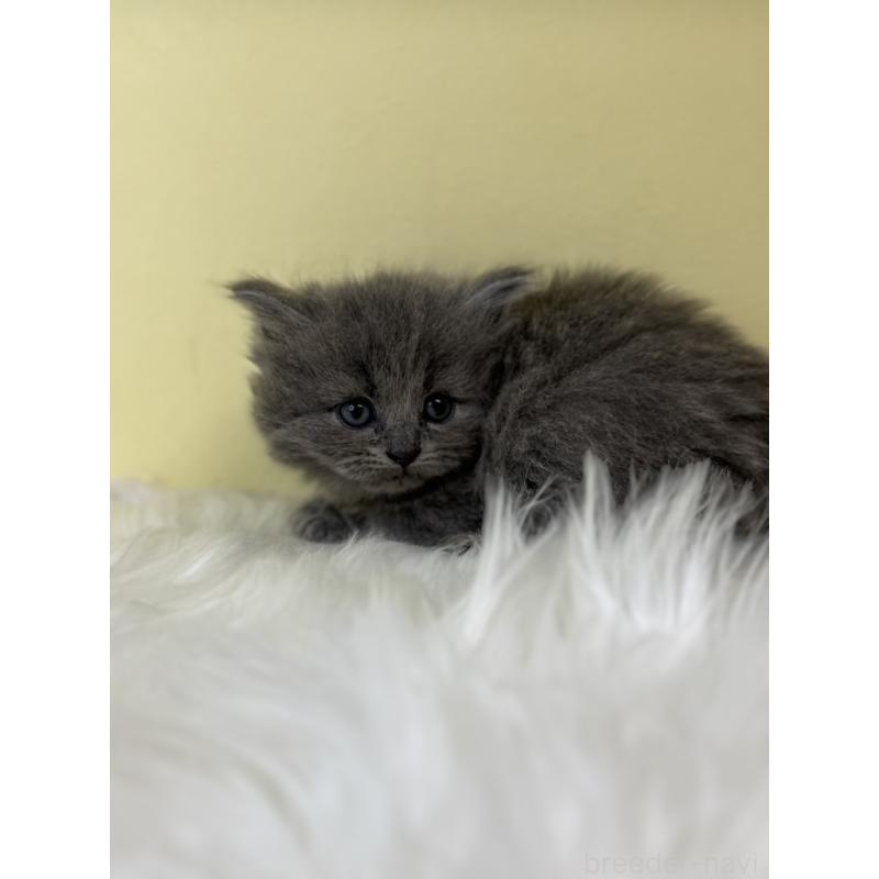 販売中の埼玉県のサイベリアン-139056の3枚目