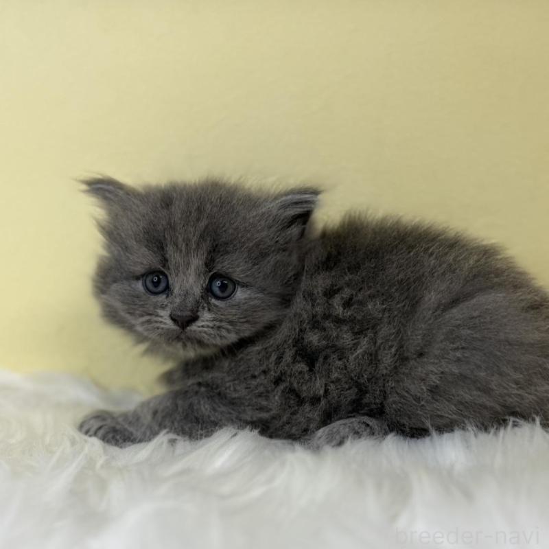 販売中の埼玉県のサイベリアン-139056の1枚目