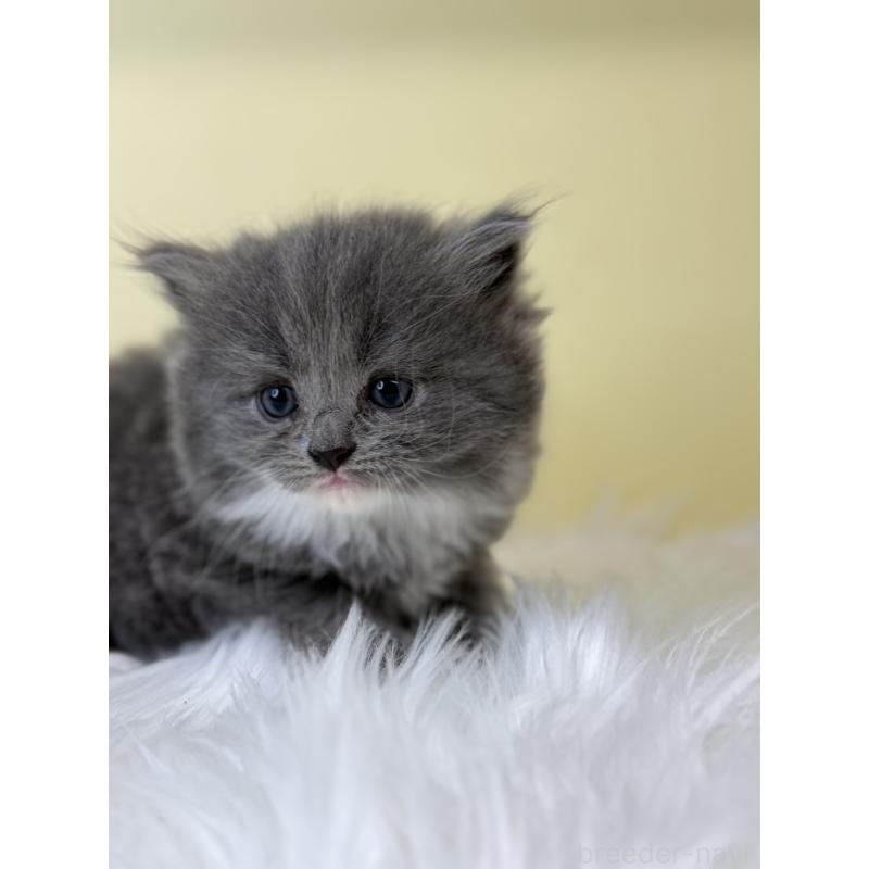 販売中の埼玉県のサイベリアン-139057の4枚目