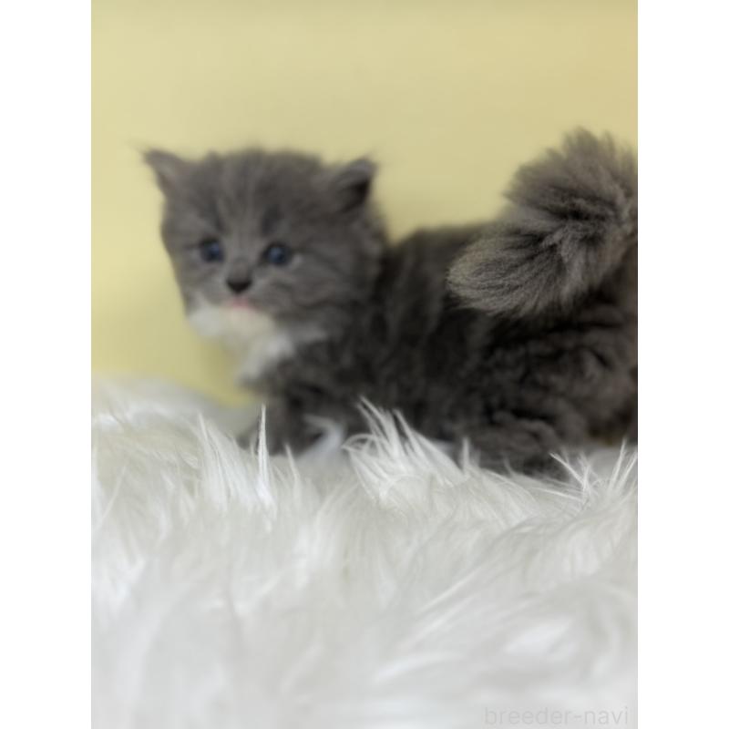 販売中の埼玉県のサイベリアン-139057の3枚目