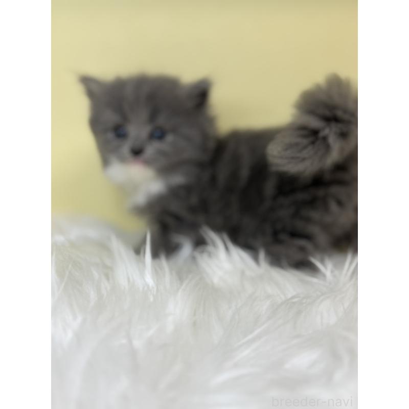 販売中の埼玉県のサイベリアン-139057の2枚目