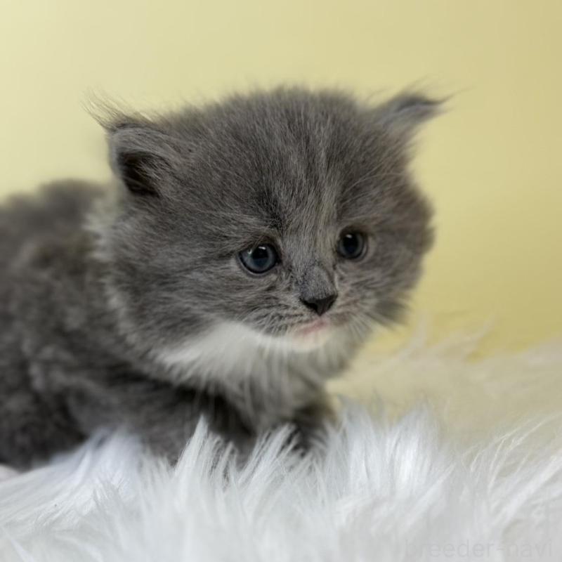 販売中の埼玉県のサイベリアン-139057の1枚目