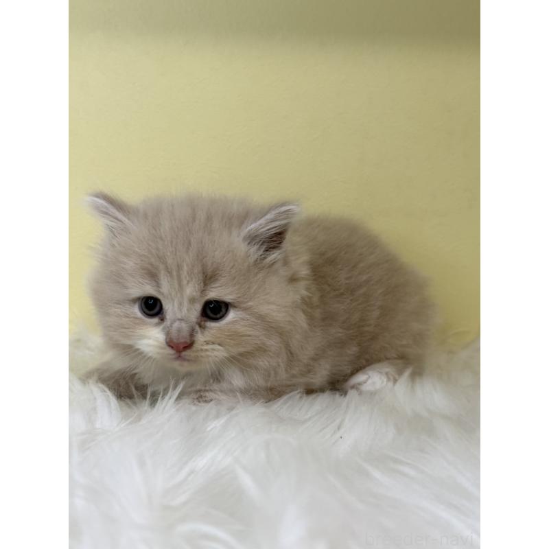 販売中の埼玉県のサイベリアン-139058の4枚目