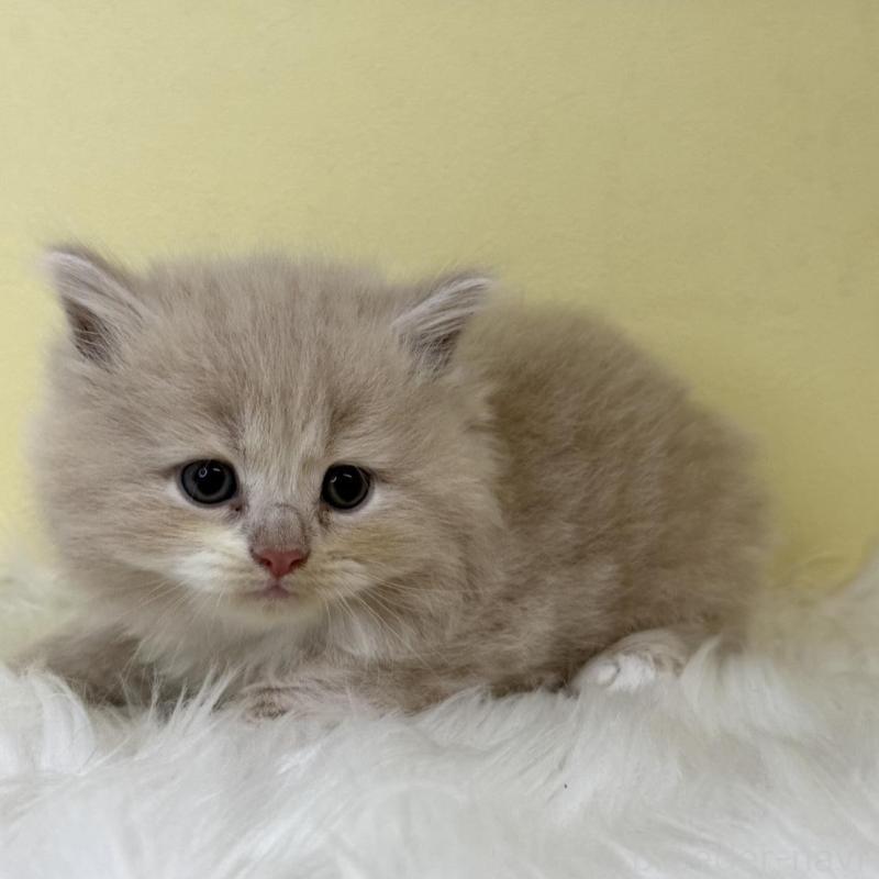 販売中の埼玉県のサイベリアン-139058の1枚目