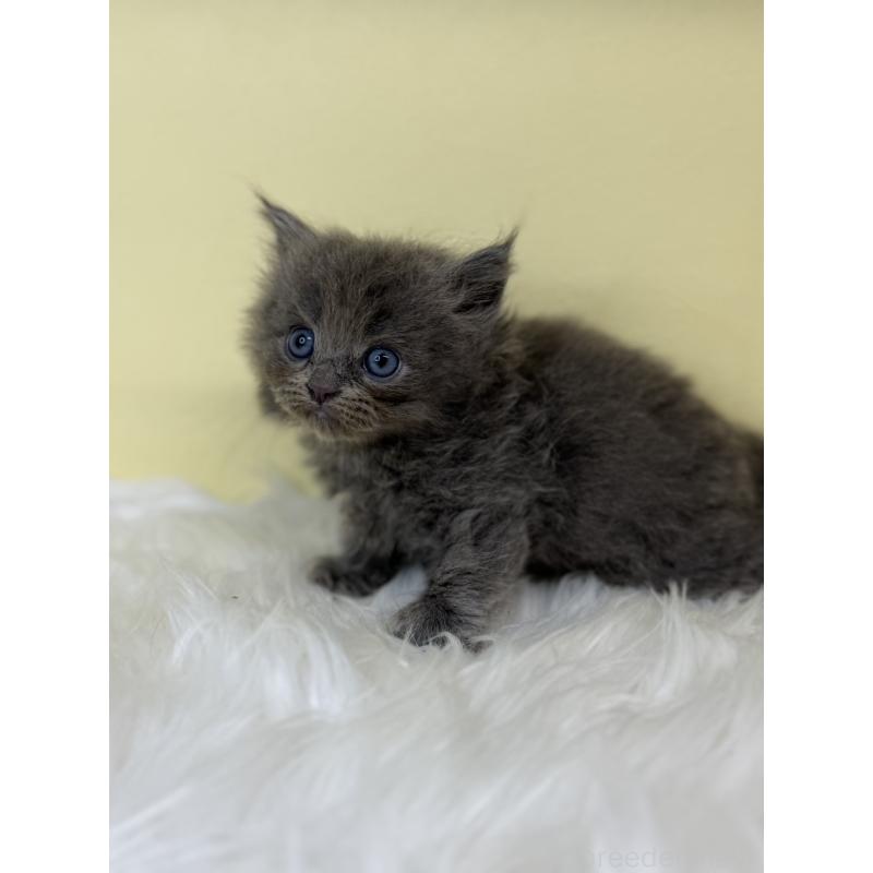 販売中の埼玉県のサイベリアン-139059の4枚目