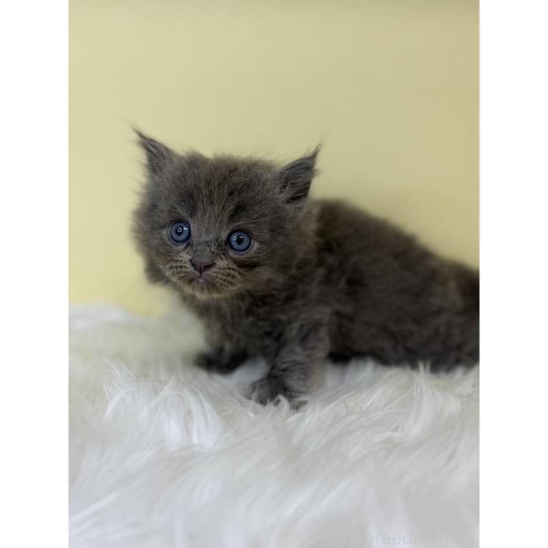 販売中の埼玉県のサイベリアン-139059の3枚目