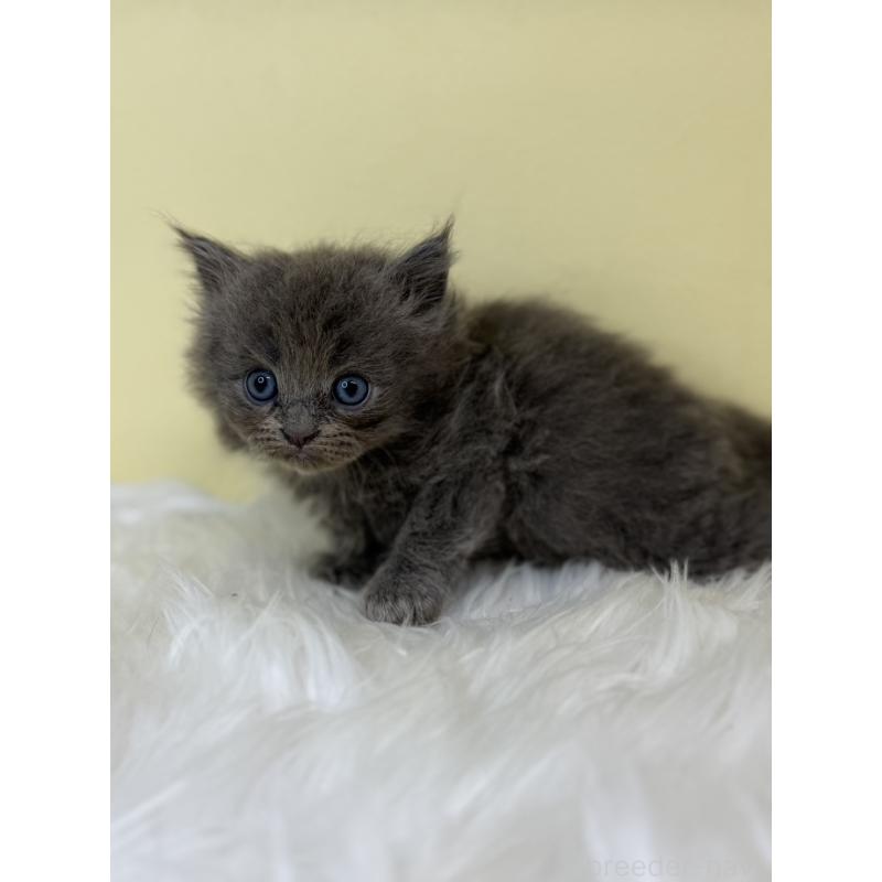 販売中の埼玉県のサイベリアン-139059の2枚目