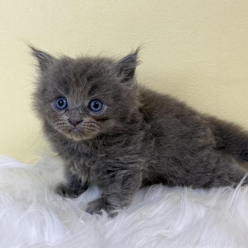 販売中の埼玉県のサイベリアン-139059の1枚目