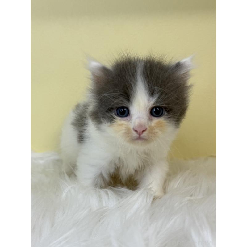 販売中の埼玉県のサイベリアン-139060の4枚目