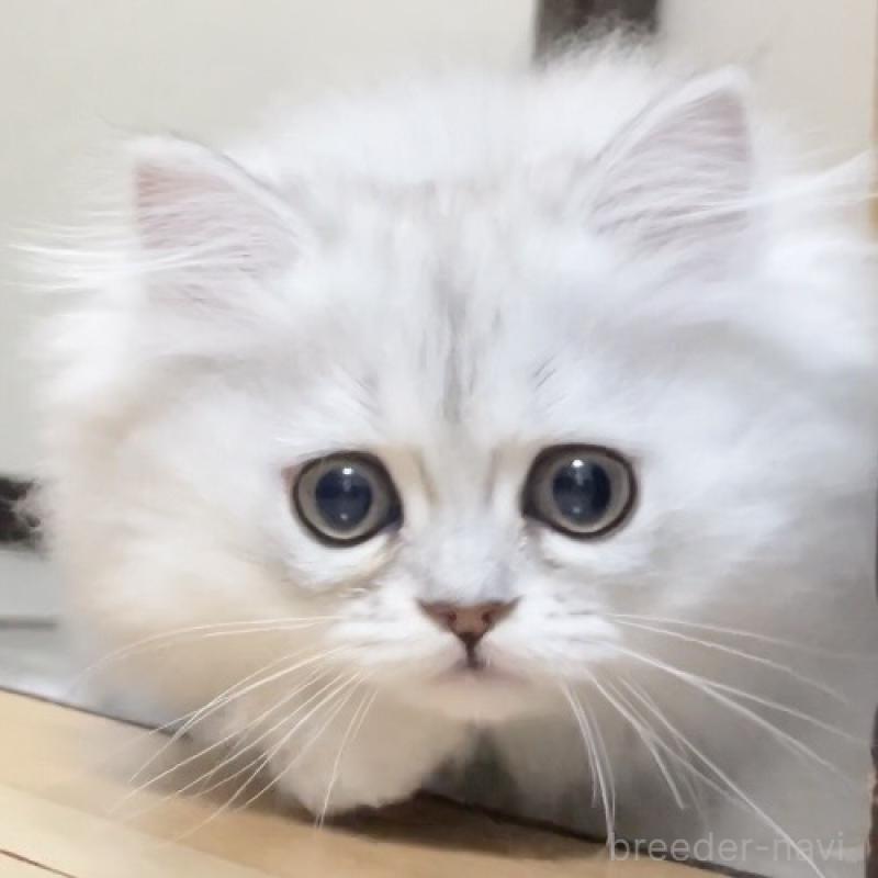 販売中の愛知県のミヌエット-134739