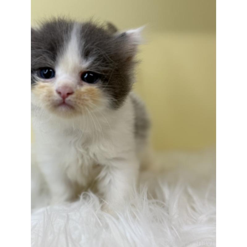 販売中の埼玉県のサイベリアン-139060の3枚目