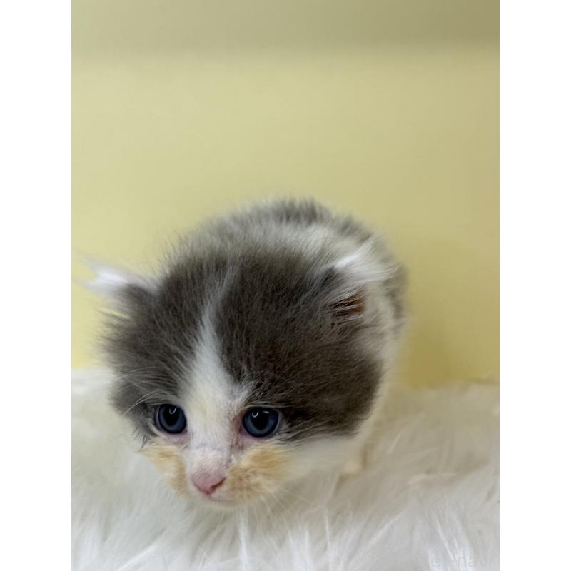 販売中の埼玉県のサイベリアン-139060の2枚目