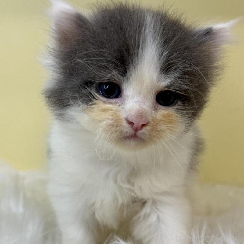 販売中の埼玉県のサイベリアン-139060の1枚目