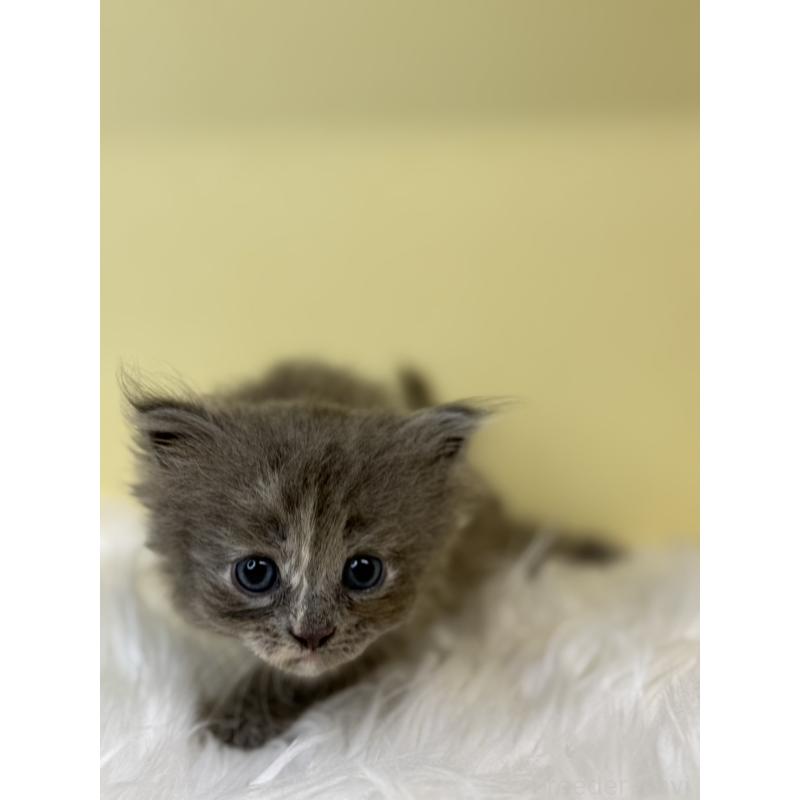 販売中の埼玉県のサイベリアン-139061の4枚目