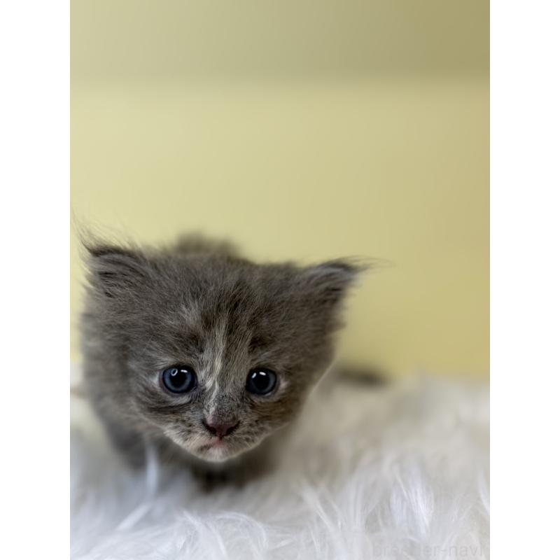 販売中の埼玉県のサイベリアン-139061の3枚目