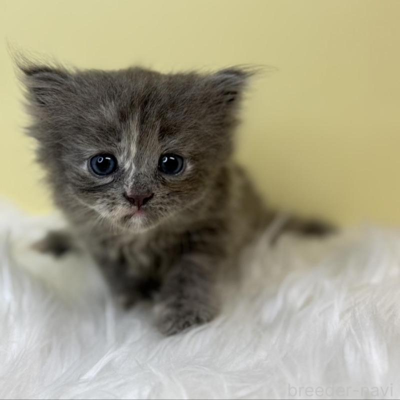 販売中の埼玉県のサイベリアン-139061の1枚目