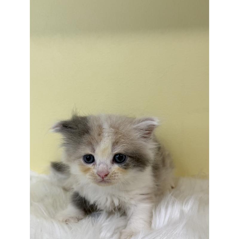 販売中の埼玉県のサイベリアン-139062の4枚目