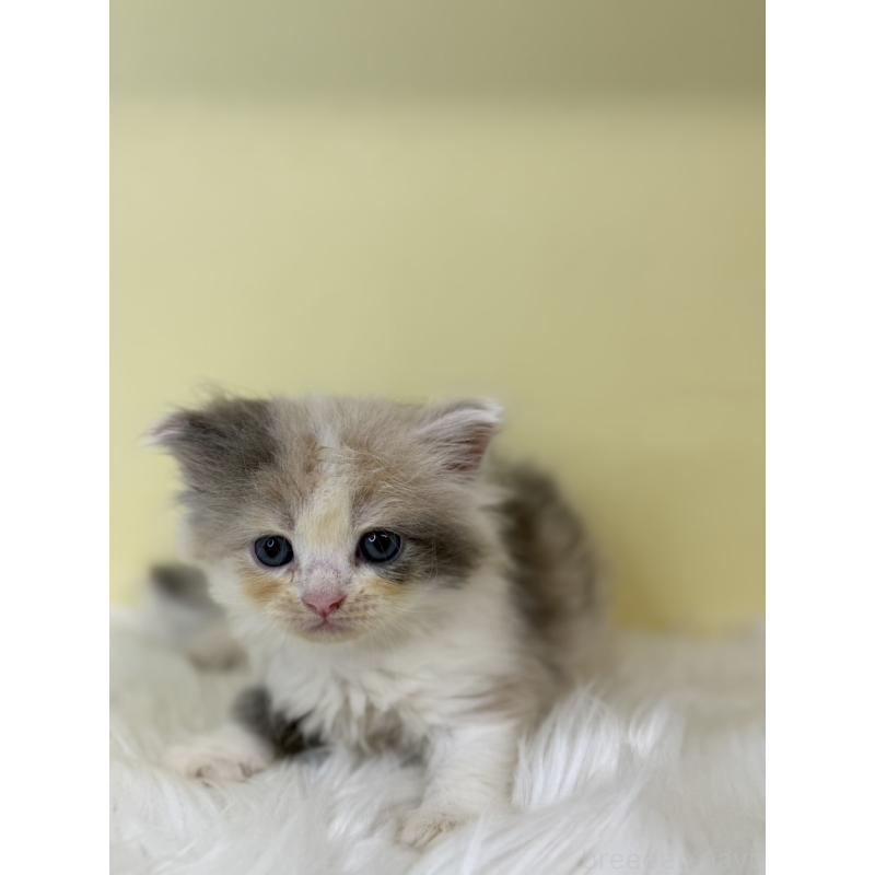 販売中の埼玉県のサイベリアン-139062の3枚目