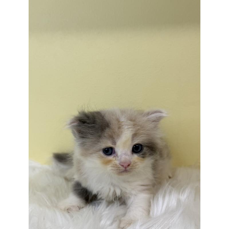 販売中の埼玉県のサイベリアン-139062の2枚目