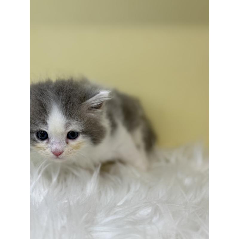 販売中の埼玉県のサイベリアン-139063の4枚目