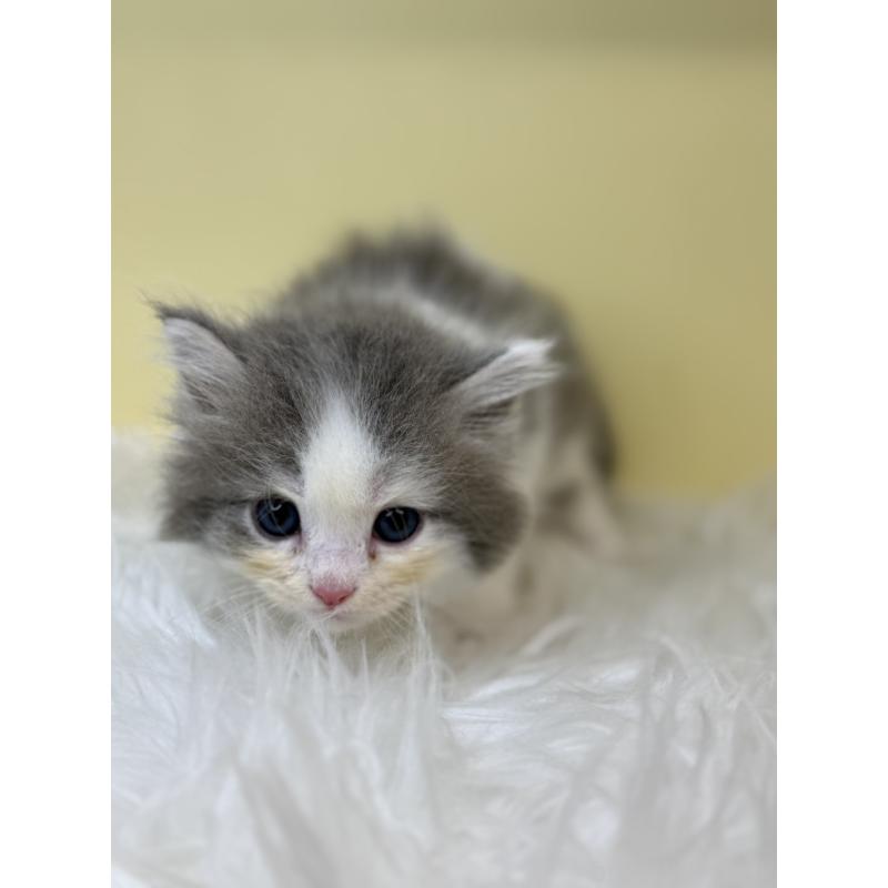 販売中の埼玉県のサイベリアン-139063の3枚目