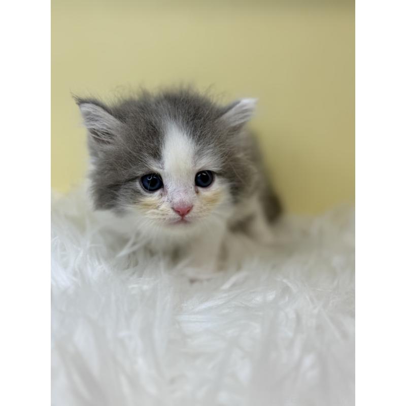 販売中の埼玉県のサイベリアン-139063の2枚目