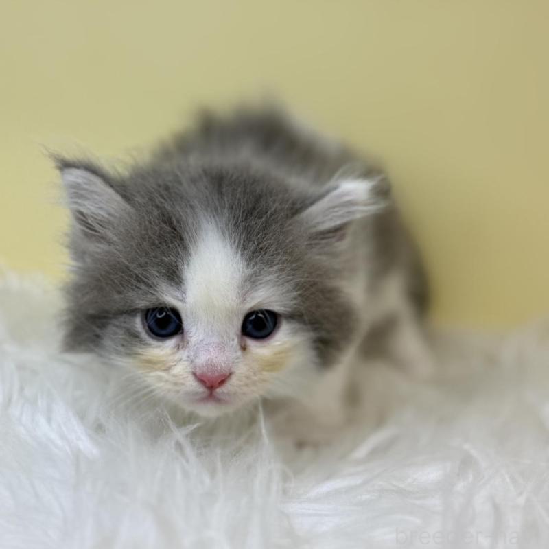 販売中の埼玉県のサイベリアン-139063