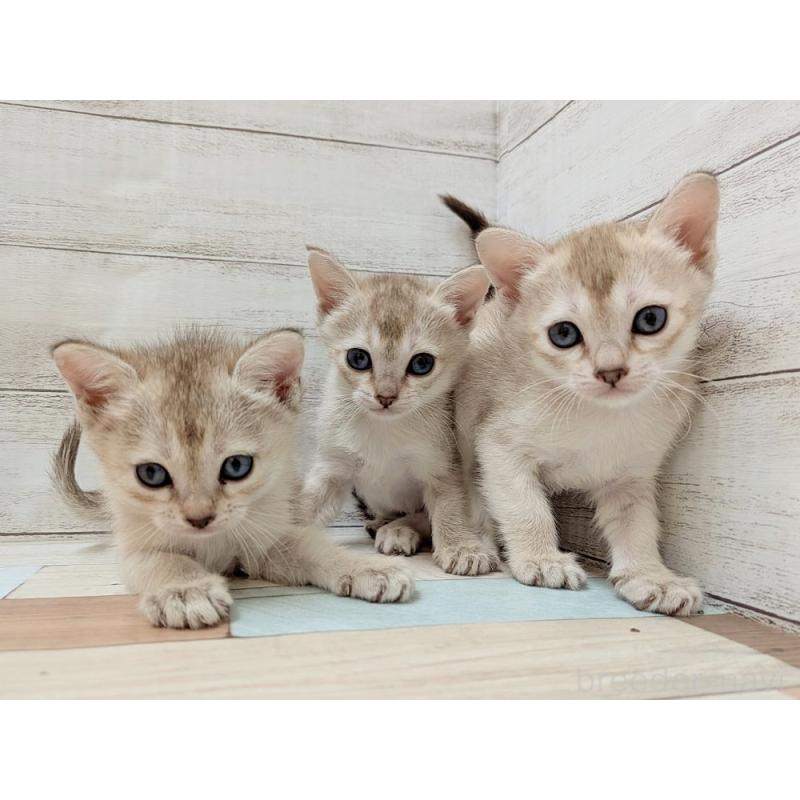 販売中の新潟県のシンガプーラ-139155の2枚目