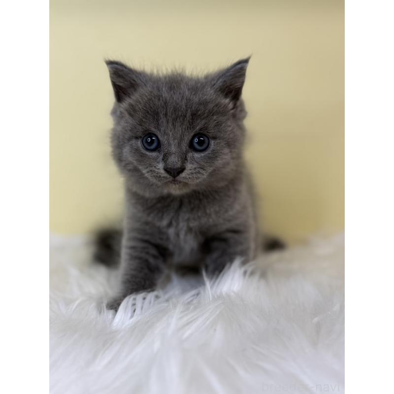 販売中の埼玉県のサイベリアン-139064の4枚目