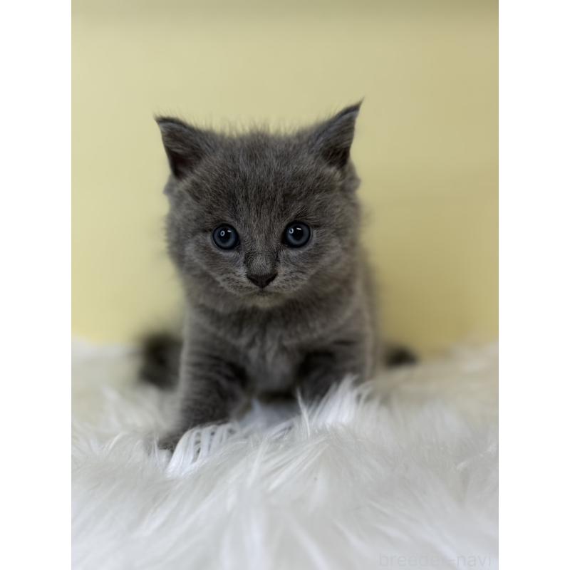 販売中の埼玉県のサイベリアン-139064の3枚目