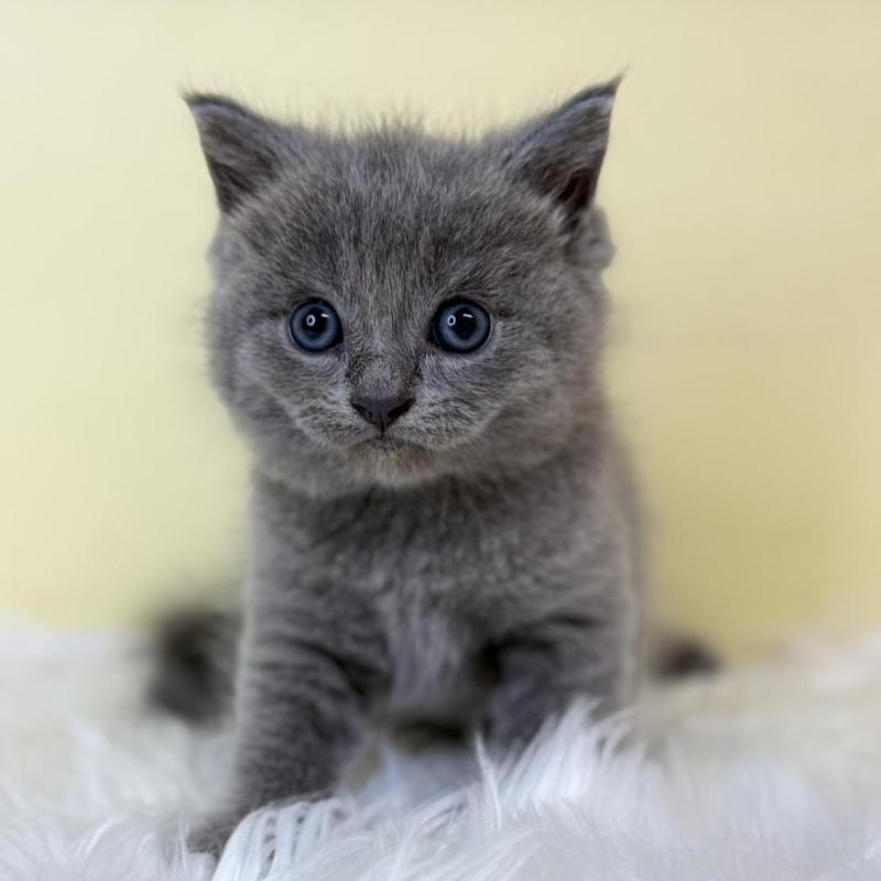 販売中の埼玉県のサイベリアン-139064