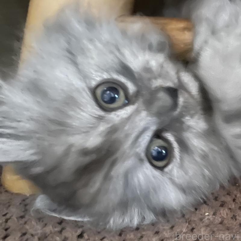 販売中の愛知県のミヌエット-136426