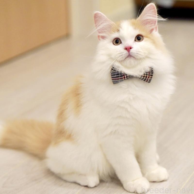 販売中の東京都のサイベリアン-133716の1枚目