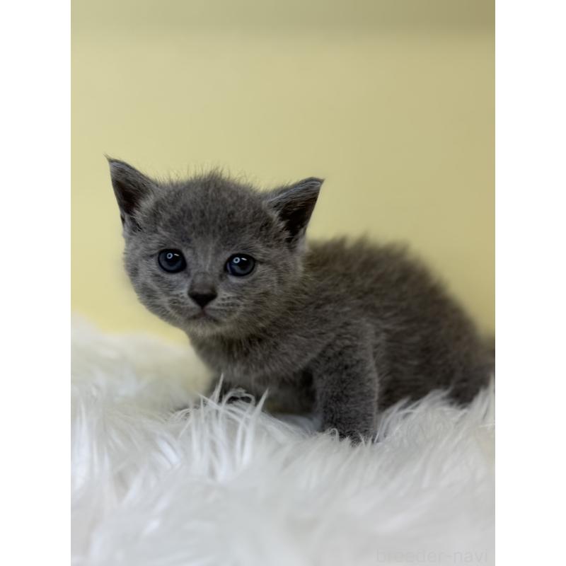 販売中の埼玉県のサイベリアン-139065の4枚目