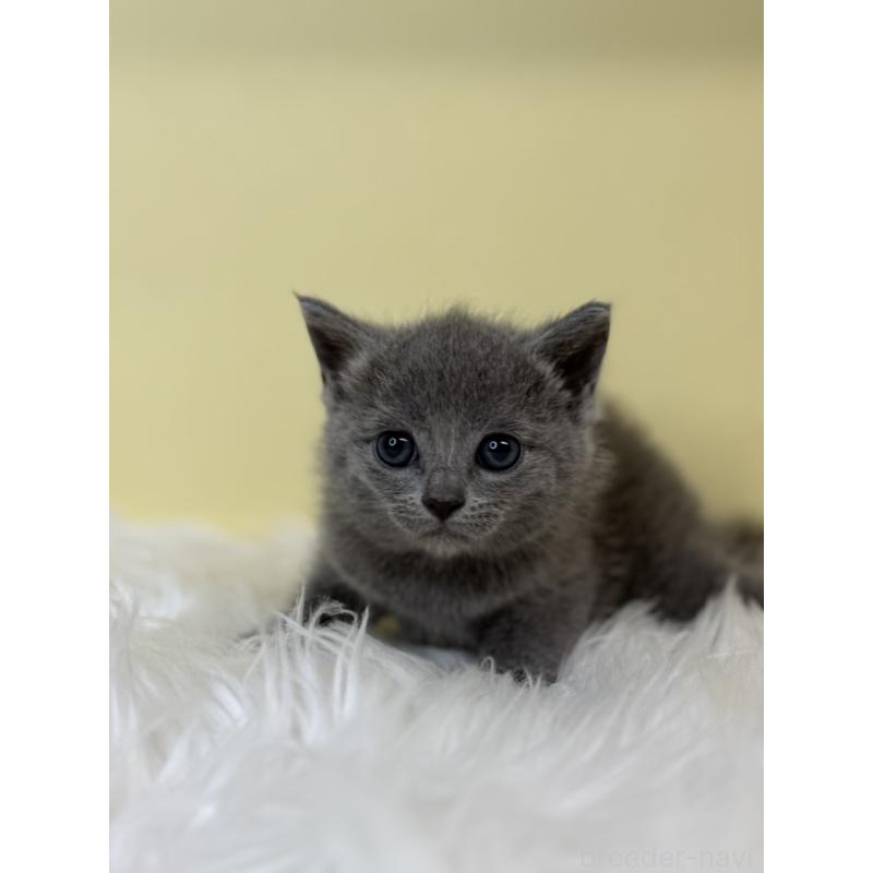 販売中の埼玉県のサイベリアン-139065の3枚目