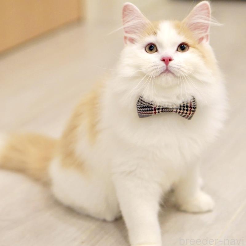 販売中の東京都のサイベリアン-133716の15枚目