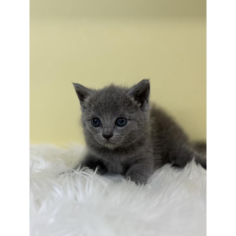 販売中の埼玉県のサイベリアン-139065の2枚目