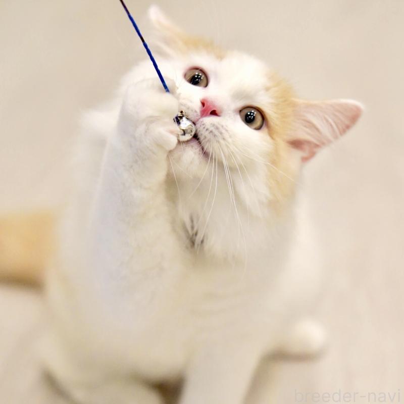 販売中の東京都のサイベリアン-133716の14枚目