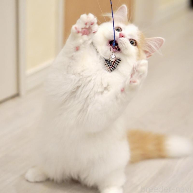 販売中の東京都のサイベリアン-133716の13枚目