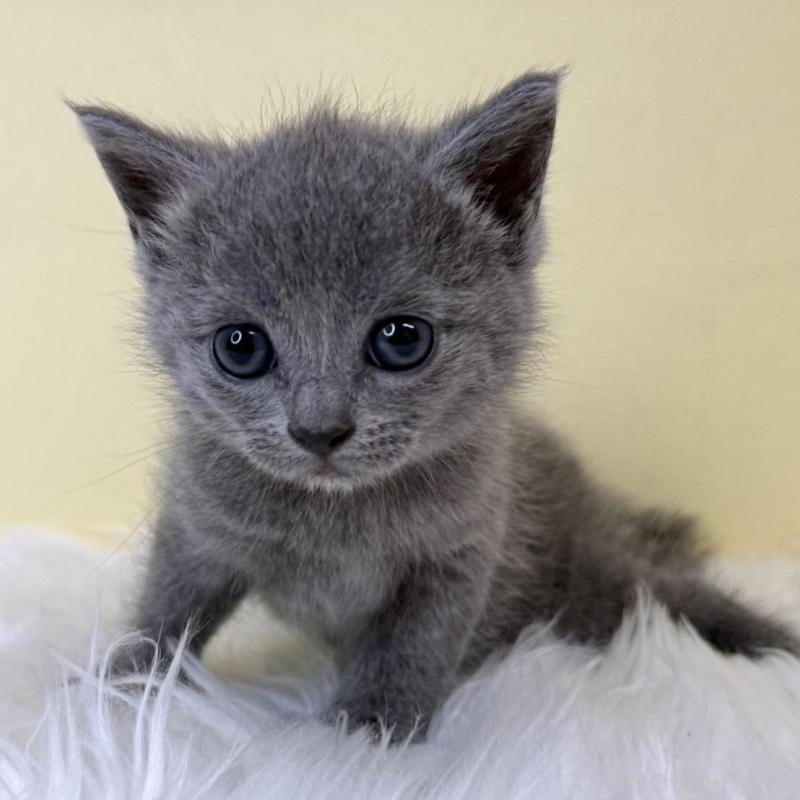 販売中の埼玉県のサイベリアン-139065