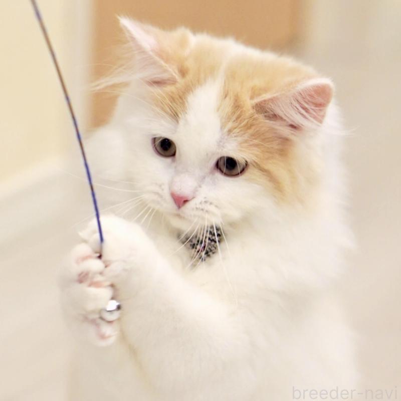 販売中の東京都のサイベリアン-133716の12枚目