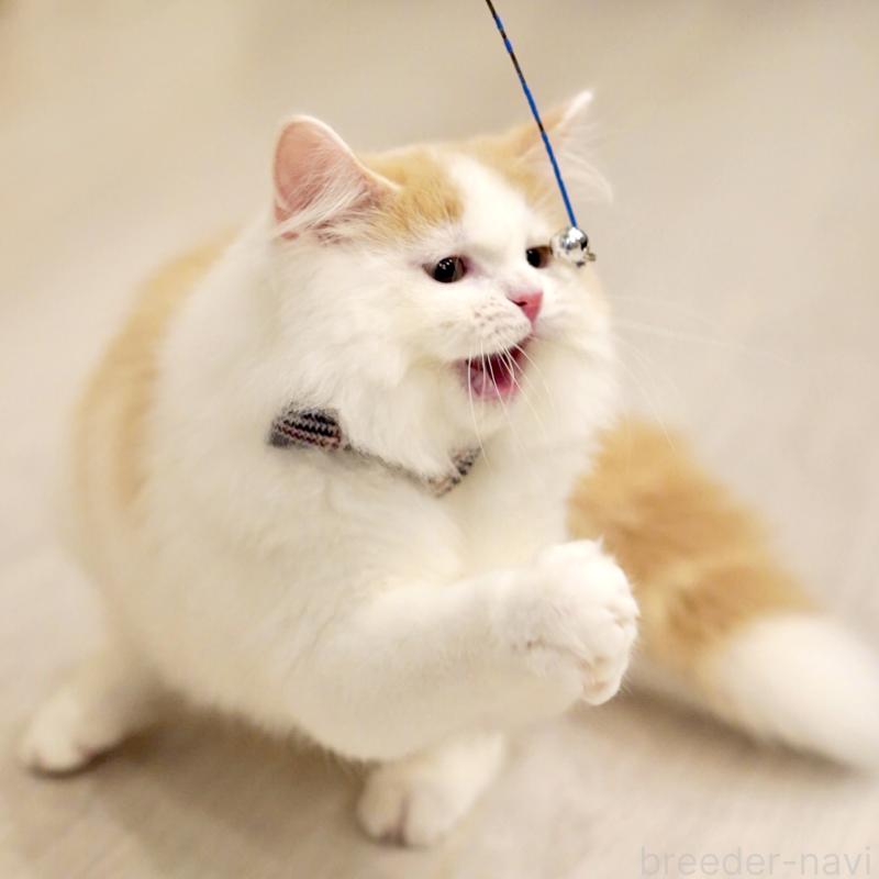 販売中の東京都のサイベリアン-133716の11枚目