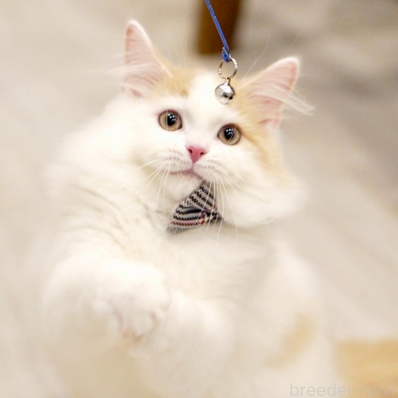 販売中の東京都のサイベリアン-133716の10枚目