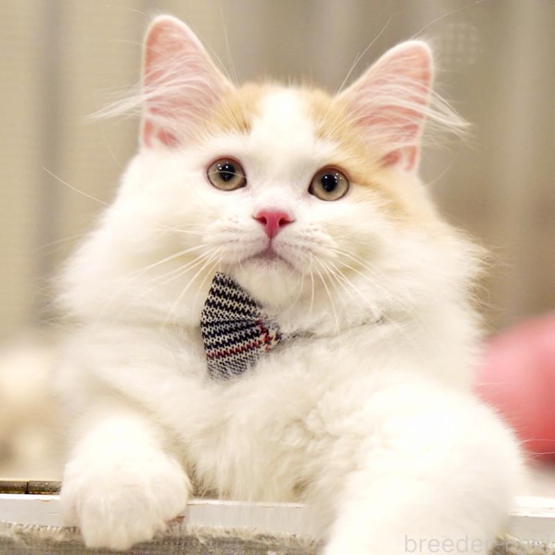 販売中の東京都のサイベリアン-133716の9枚目